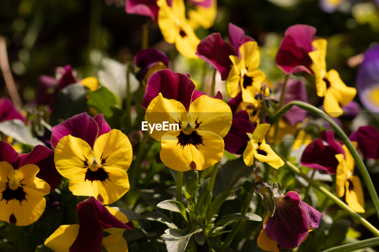 Close-up of yellow flowering plants