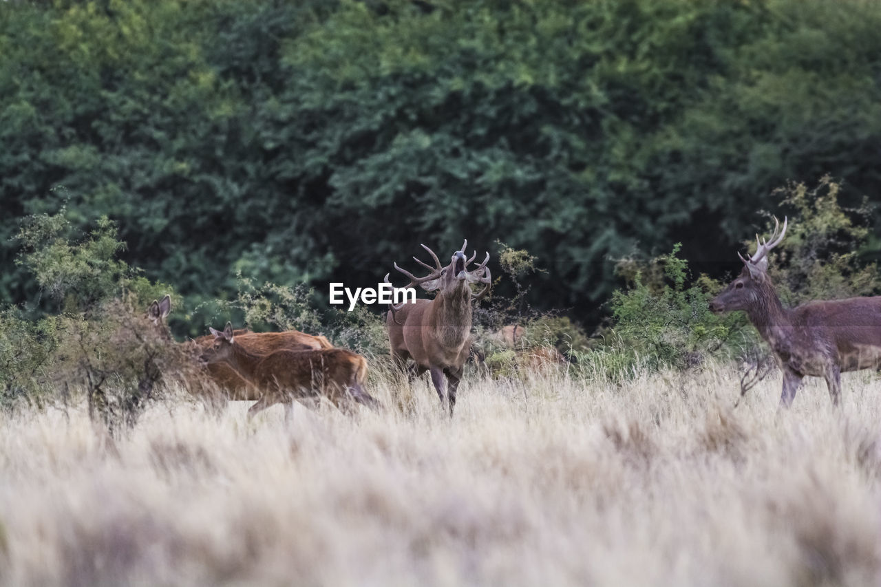 side view of deer in forest