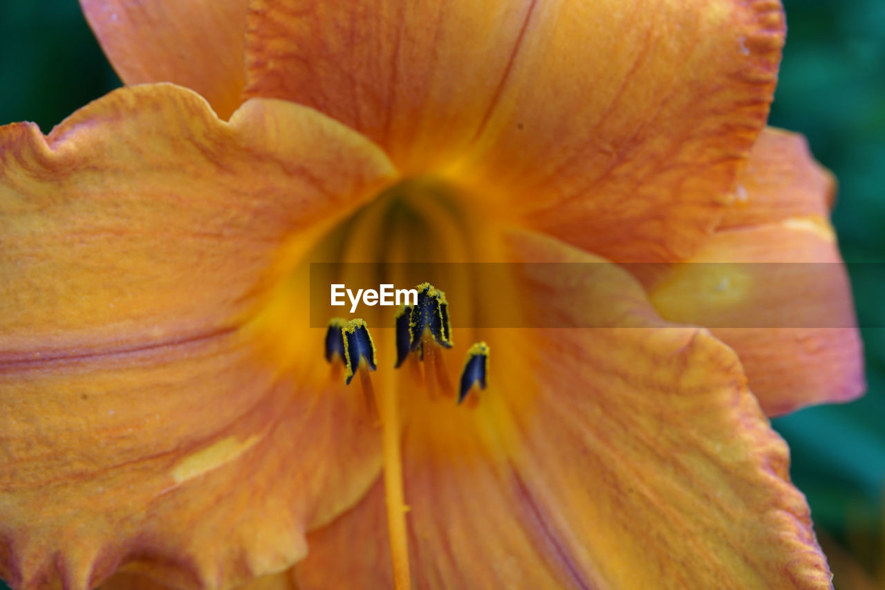 Muted yellow daylily macro