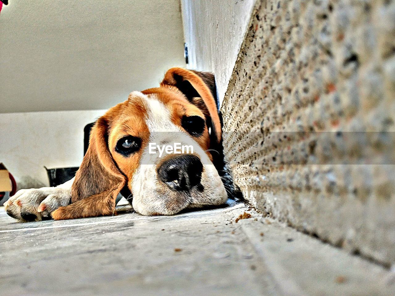 CLOSE-UP PORTRAIT OF DOG