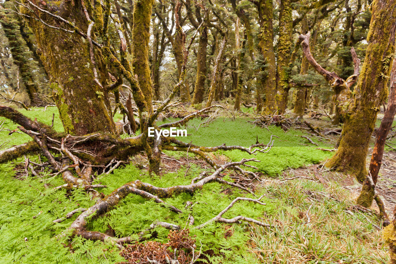 TREES GROWING IN FOREST