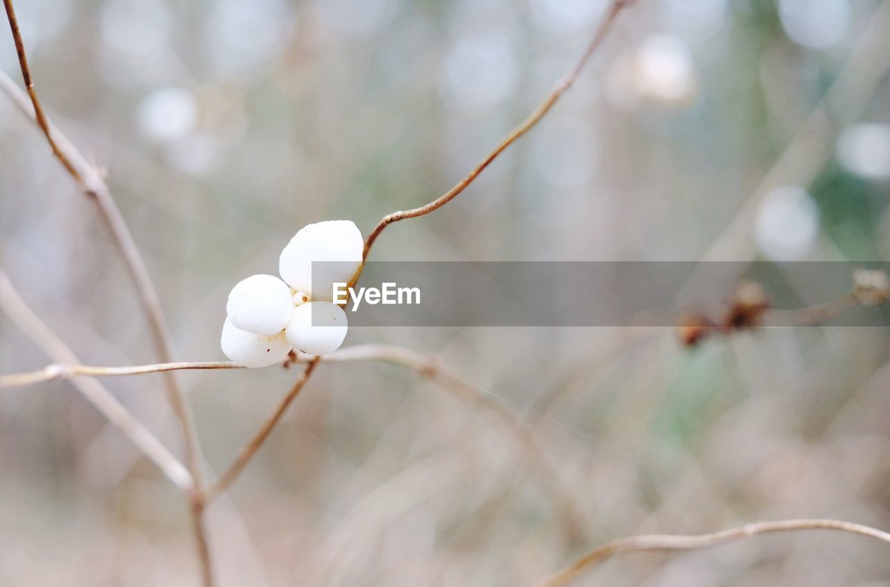 CLOSE-UP OF WHITE FLOWERING PLANT ON BRANCH