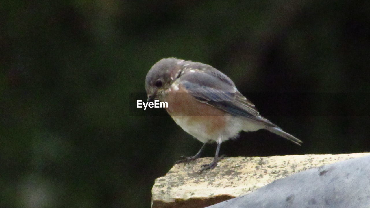 CLOSE-UP OF BIRD PERCHING ON A BLURRED BACKGROUND