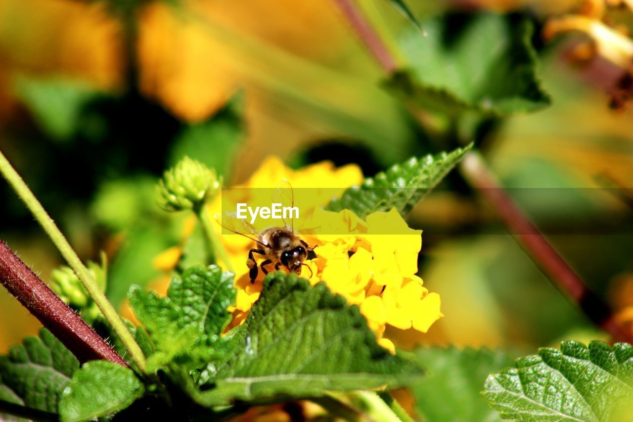 CLOSE-UP OF INSECT ON YELLOW FLOWER