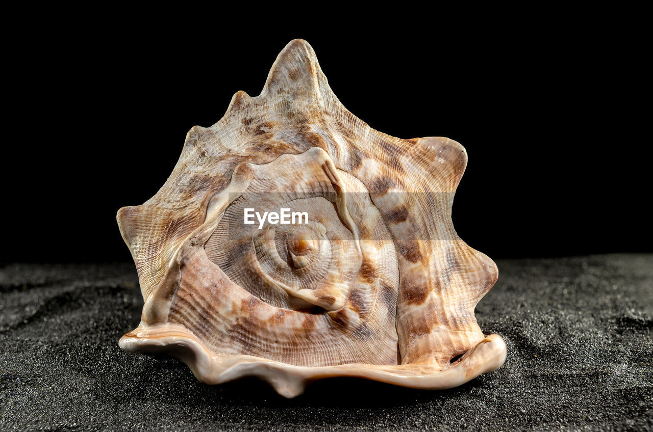 conch, black background, shell, studio shot, animal, animal wildlife, indoors, close-up, no people, animal themes, nature, single object, pattern