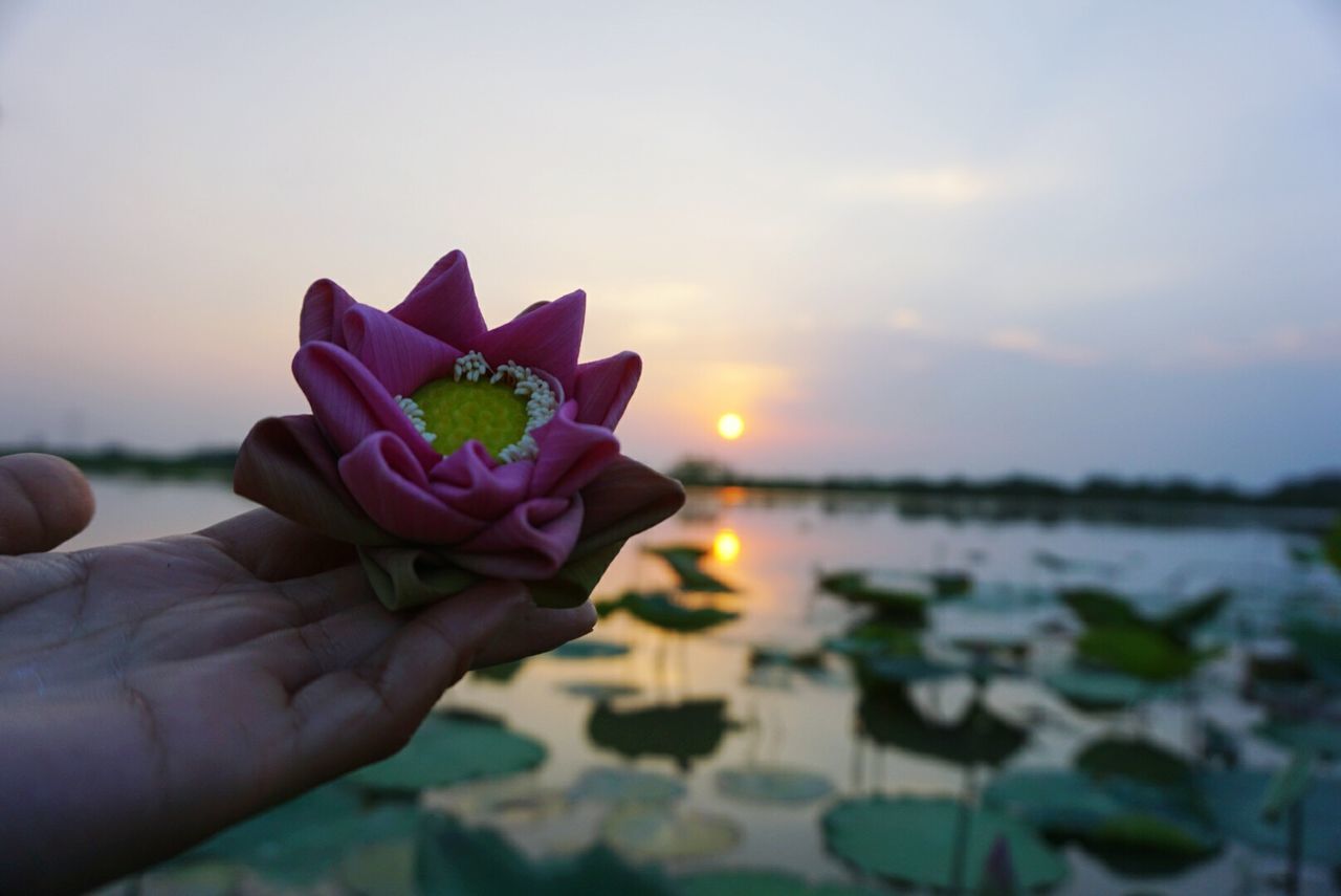 CLOSE-UP OF HAND HOLDING FLOWER