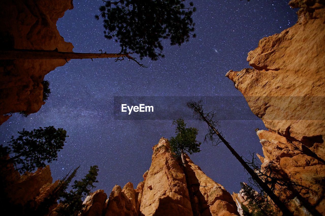 Low angle view of trees against sky at night