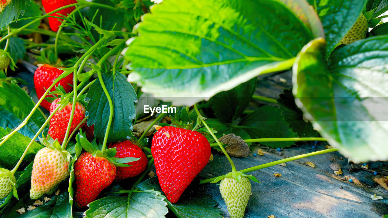 food, healthy eating, food and drink, fruit, leaf, plant part, freshness, strawberry, berry, red, plant, produce, wellbeing, nature, no people, agriculture, flower, close-up, growth, green, organic, strawberry tree, ripe, day, outdoors, juicy, tree