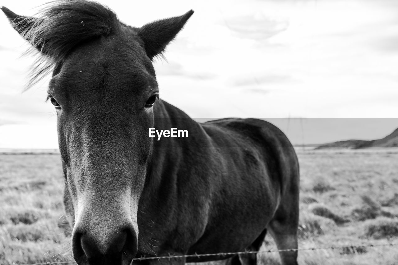 Close-up portrait of horse standing on field against sky