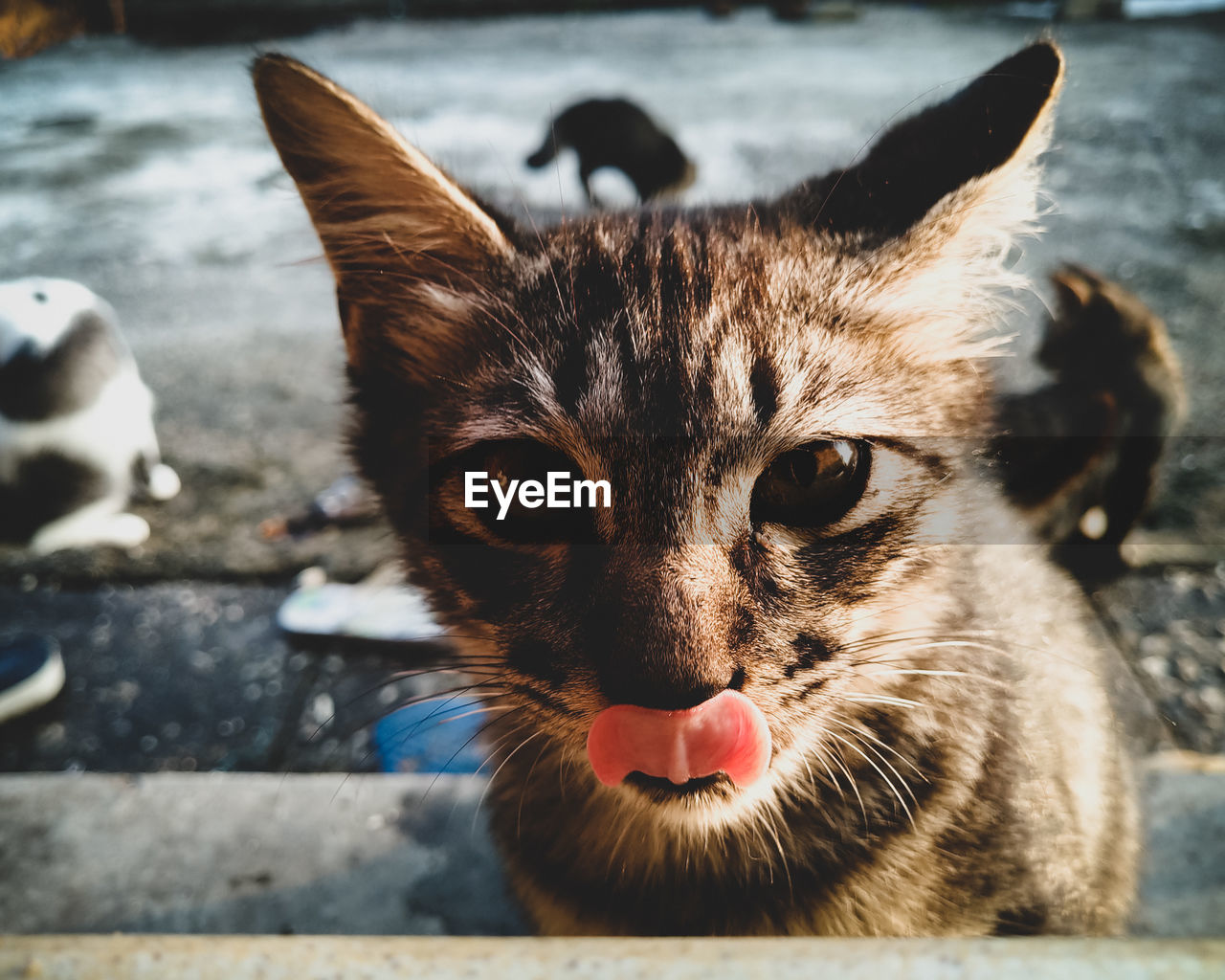 Close-up portrait of cat licking nose