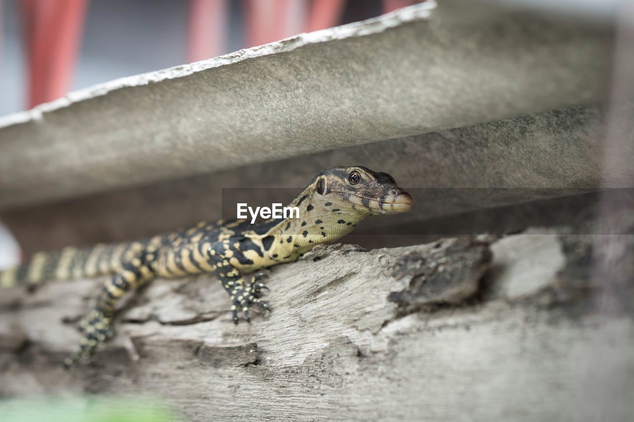 CLOSE-UP OF A LIZARD