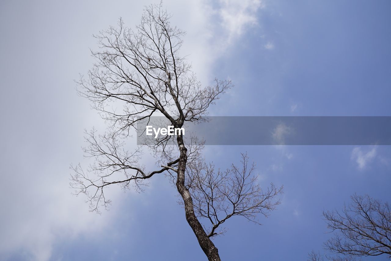 LOW ANGLE VIEW OF TREES AGAINST SKY