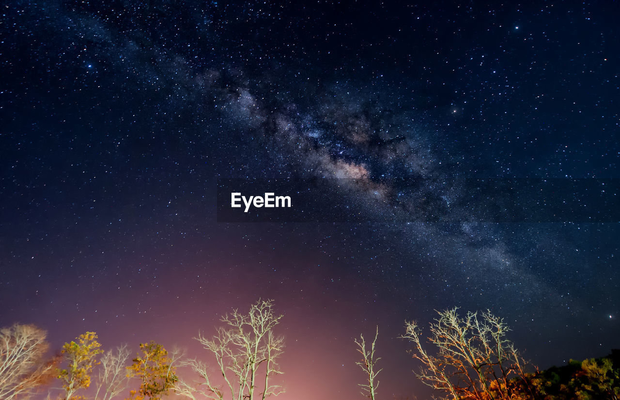 Low angle view of trees against star field at night