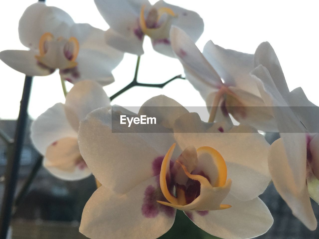 CLOSE-UP OF WHITE FLOWERS