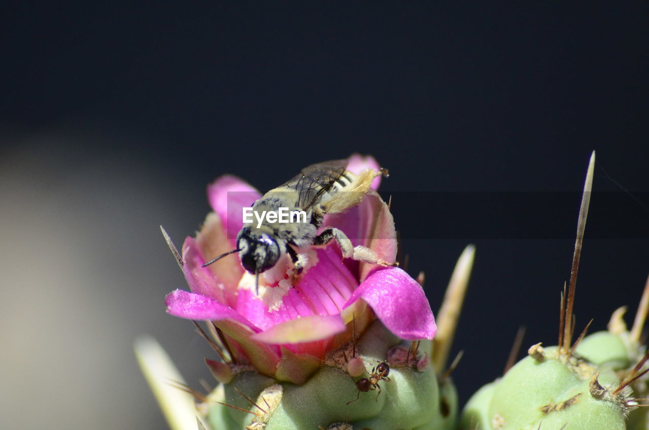 INSECT ON PINK FLOWER