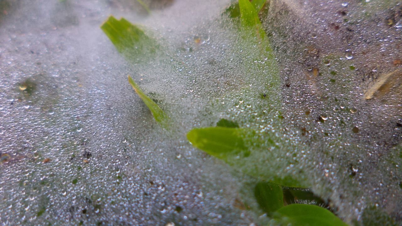 CLOSE-UP OF PLANT ON WATER