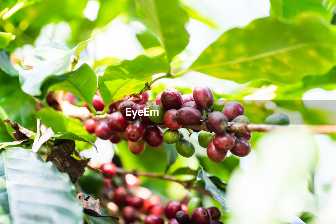 CLOSE-UP OF FRESH FRUITS ON TREE