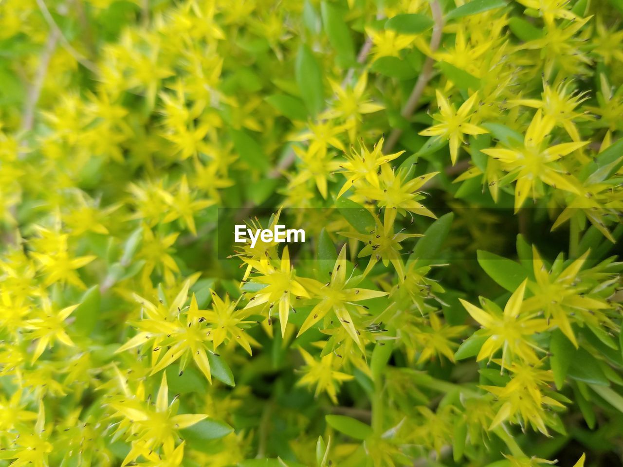 Close-up of yellow flower