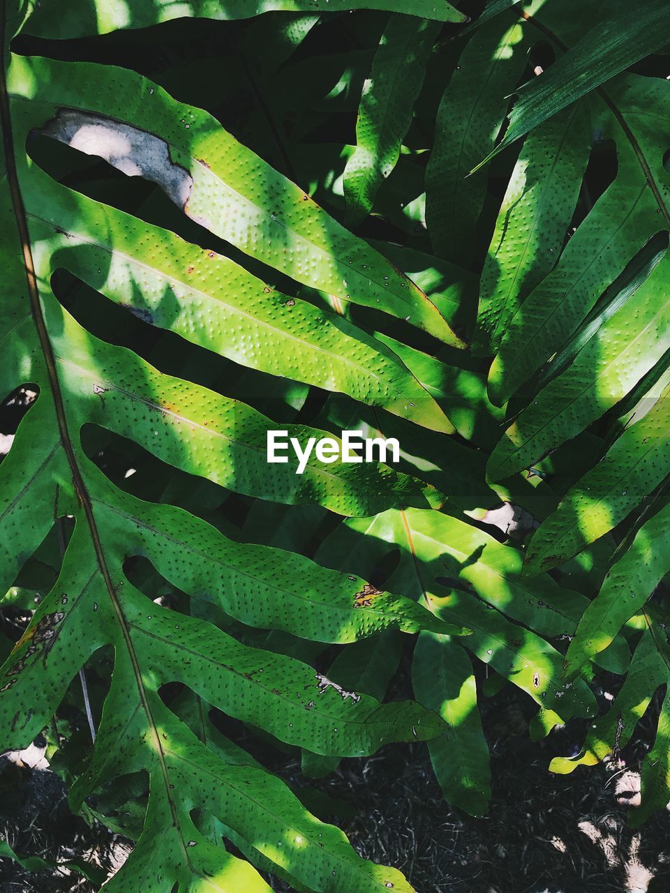 HIGH ANGLE VIEW OF LEAVES ON TREE