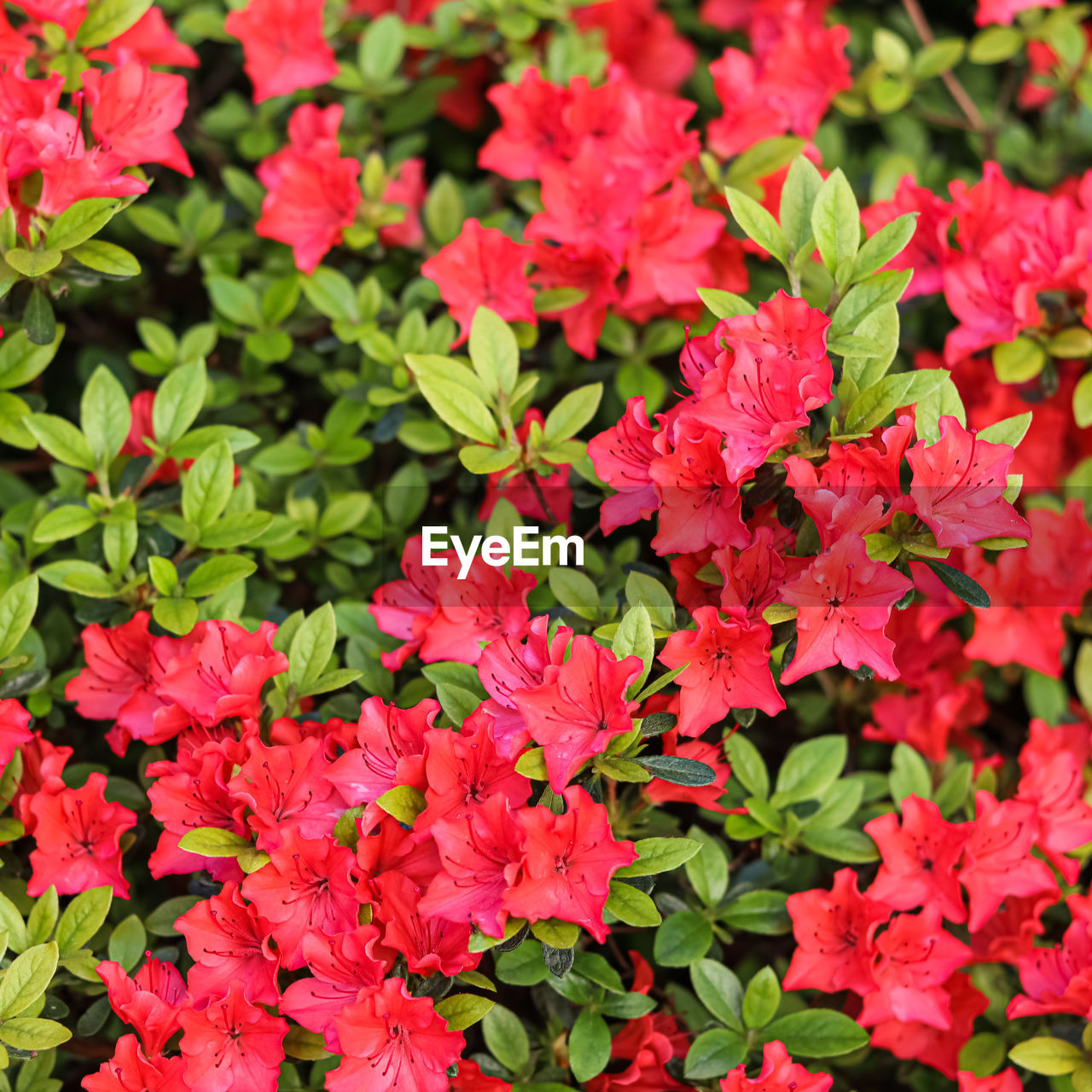 close-up of red flowering plant