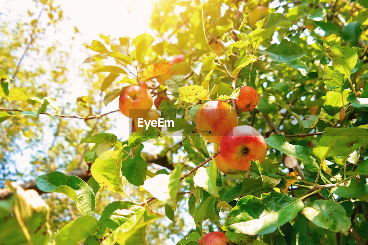 Low angle view of fruits on tree