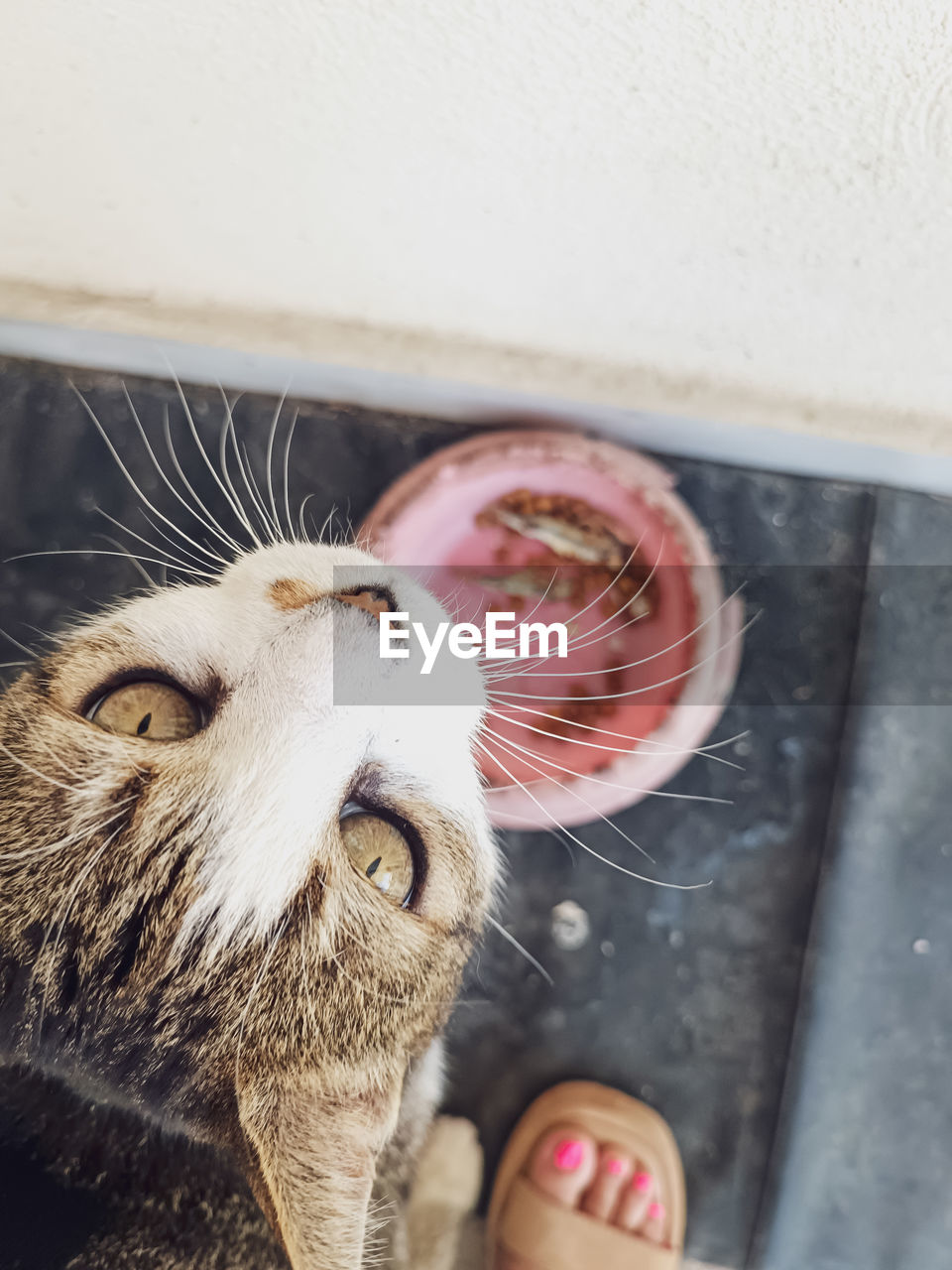 animal, animal themes, mammal, one animal, pet, domestic animals, skin, cat, close-up, animal body part, domestic cat, one person, nose, pink, feline, carnivore, day, whiskers, hand, animal head, indoors