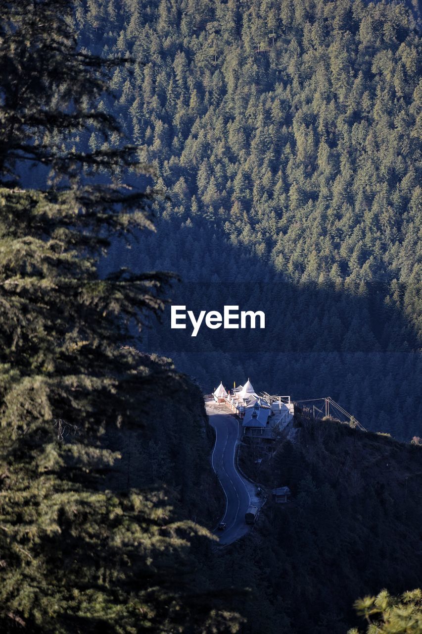 HIGH ANGLE VIEW OF TREES AND MOUNTAIN