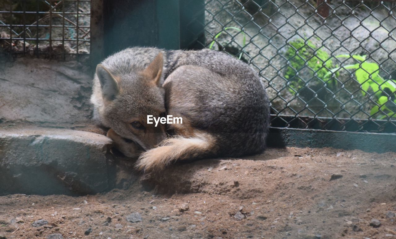 Fox resting at zoo