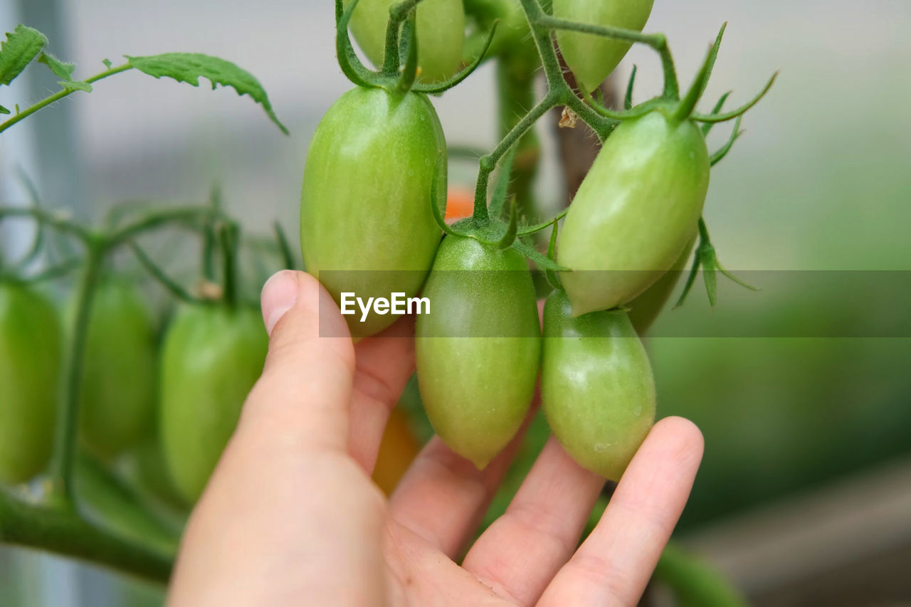 cropped image of hand holding tomatoes
