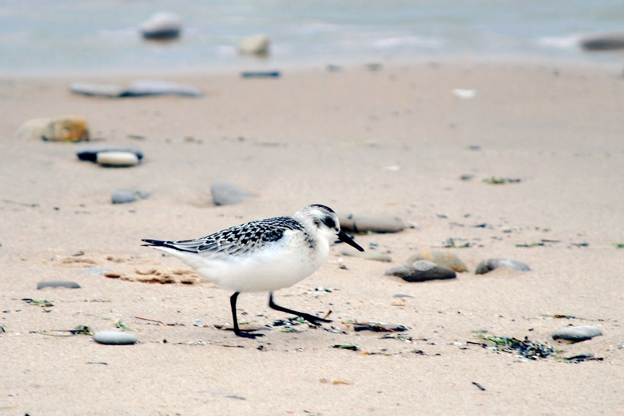 SEAGULLS ON A BEACH