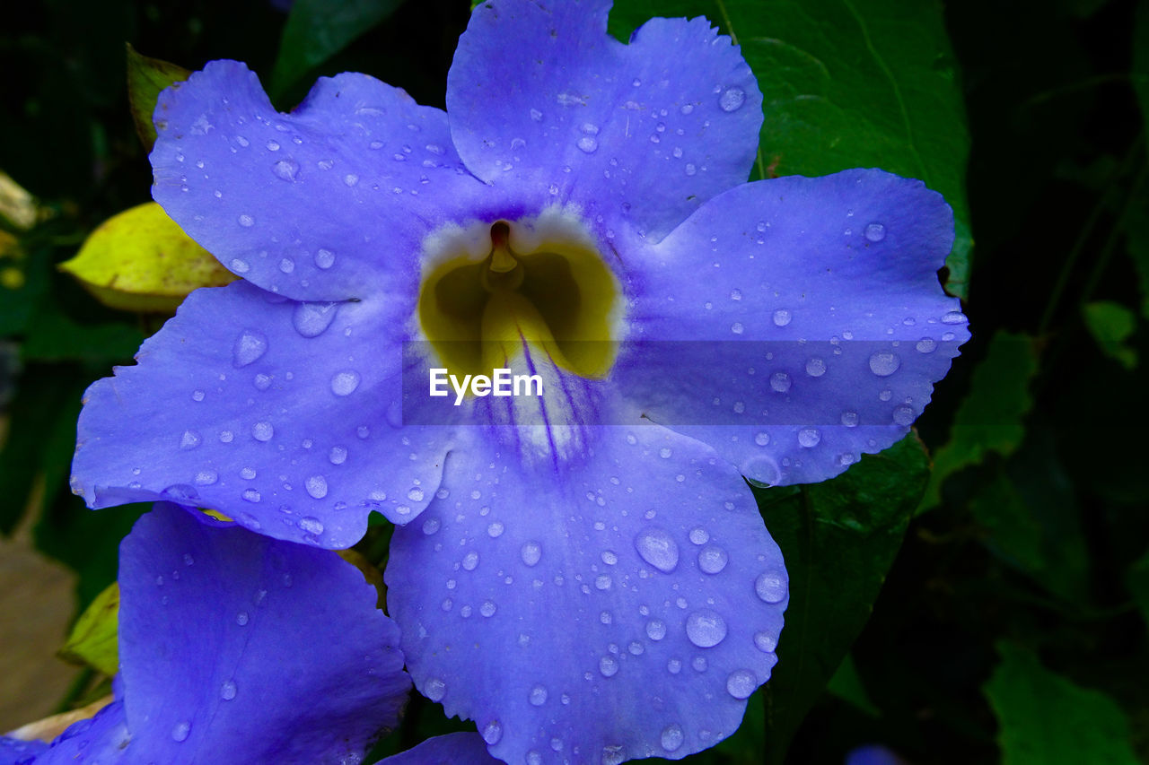 CLOSE-UP OF WET PURPLE FLOWER BLOOMING