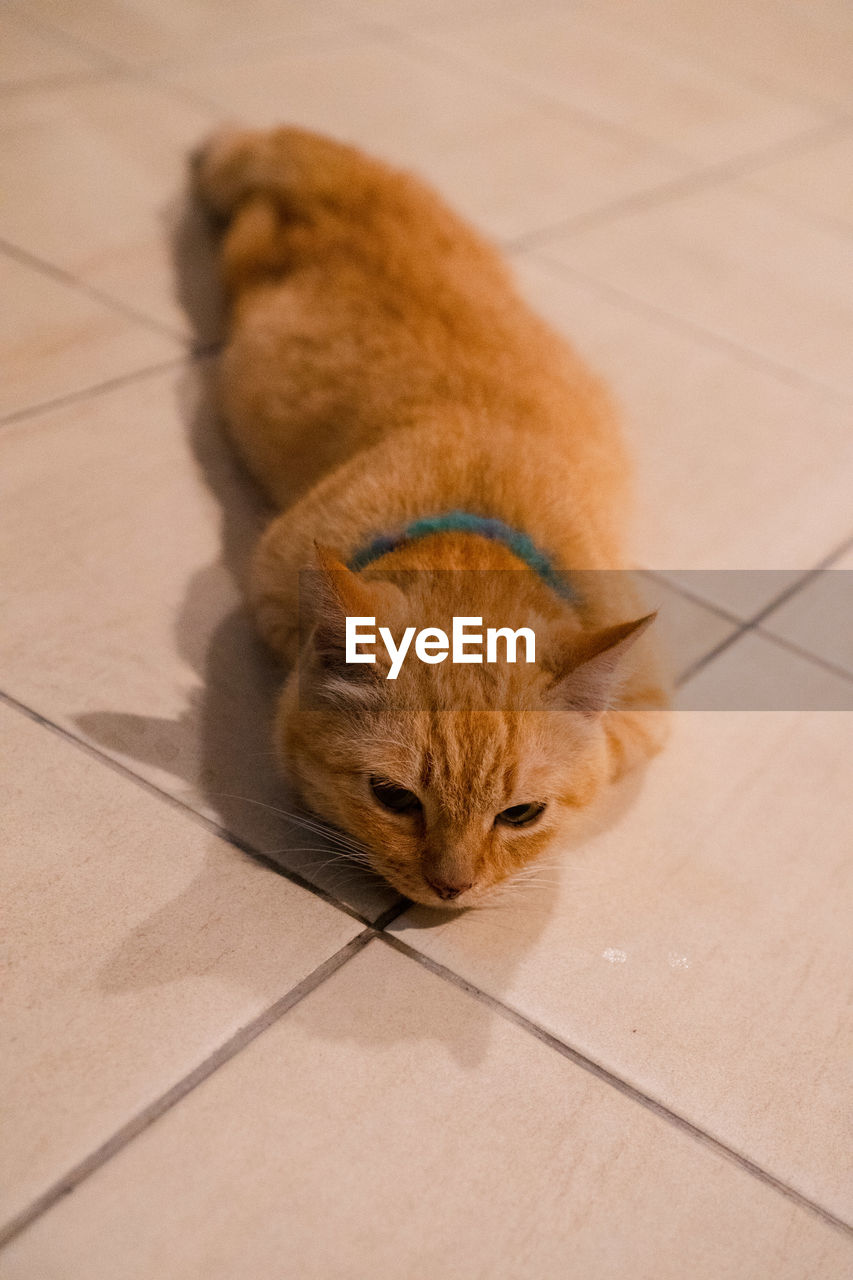 HIGH ANGLE VIEW OF A CAT ON TILED FLOOR