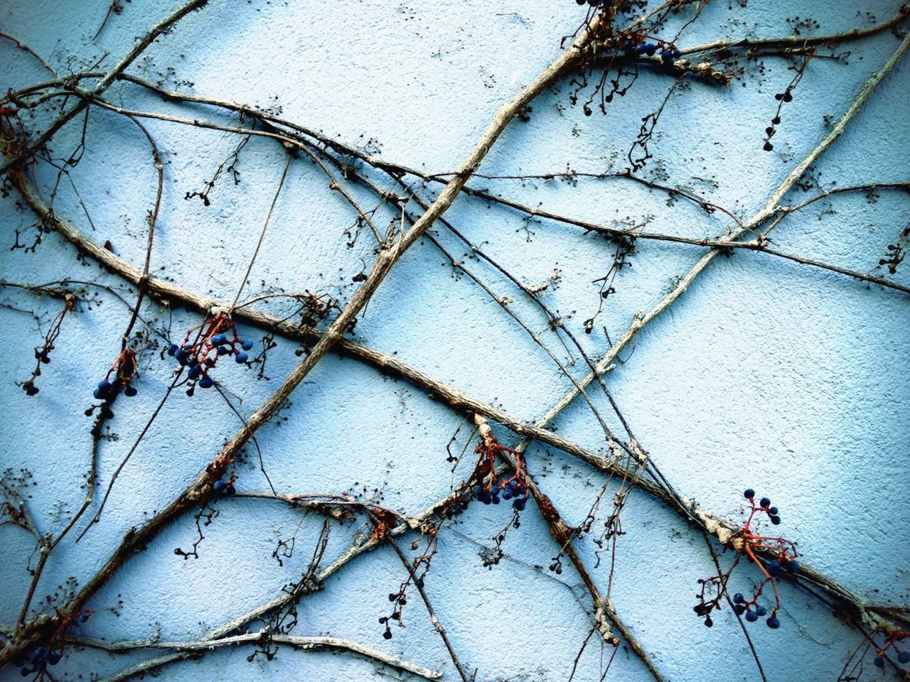 Close-up of branches against blue wall