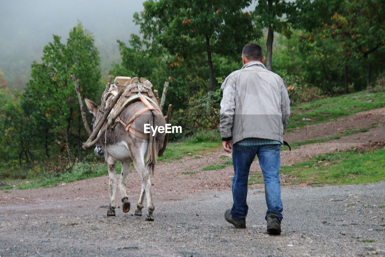 Rear view of man walking with donkey in the road