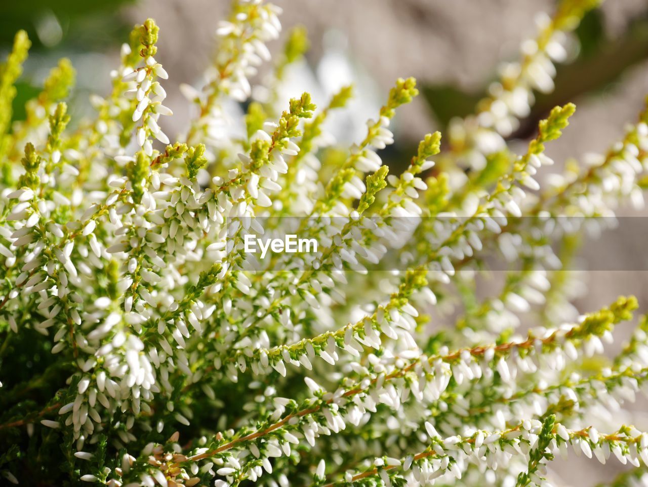 Close-up of fern