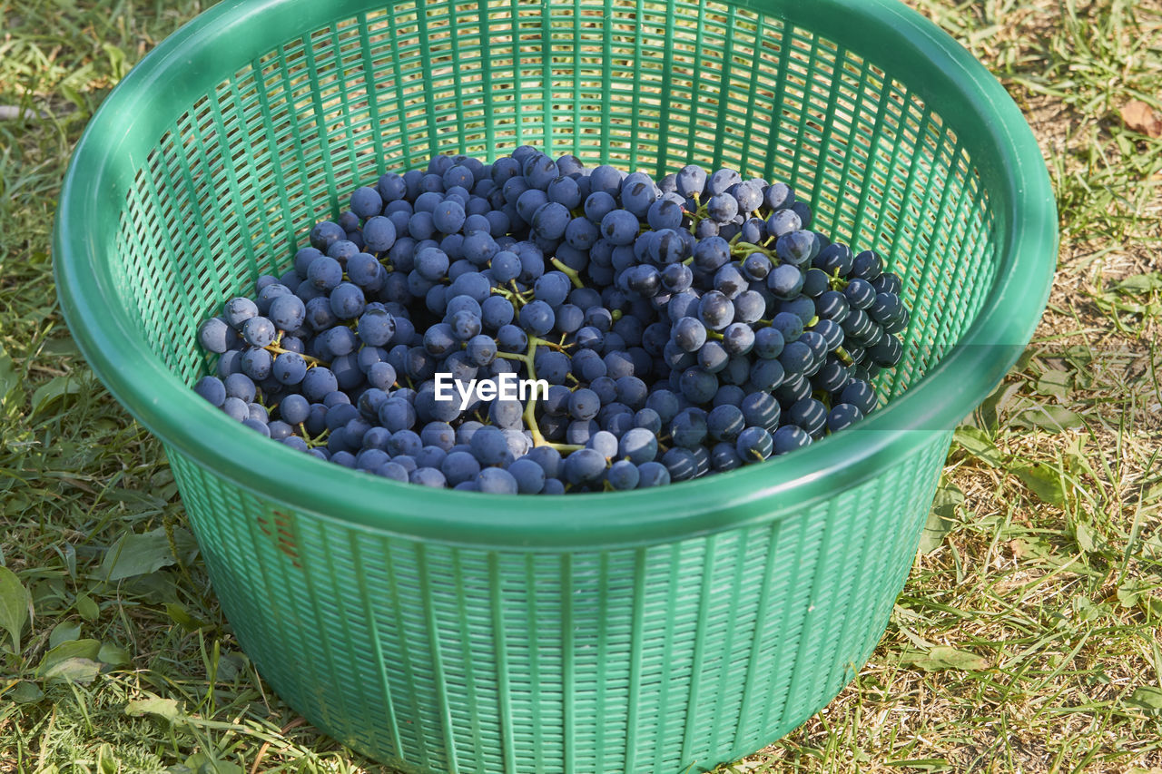 HIGH ANGLE VIEW OF FRUITS IN CONTAINER