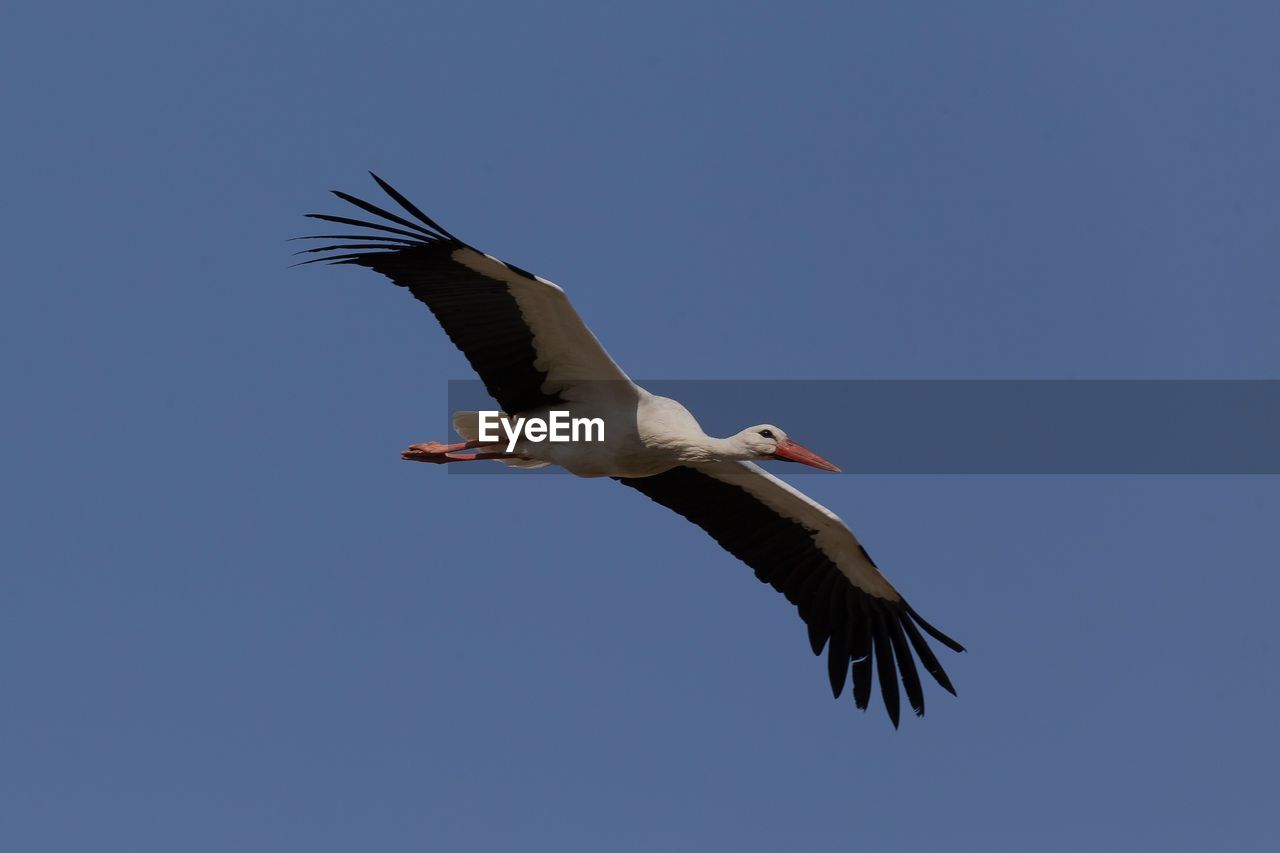 LOW ANGLE VIEW OF SEAGULL FLYING AGAINST CLEAR SKY