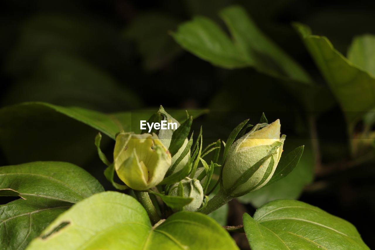 Close-up of green leaves on plant