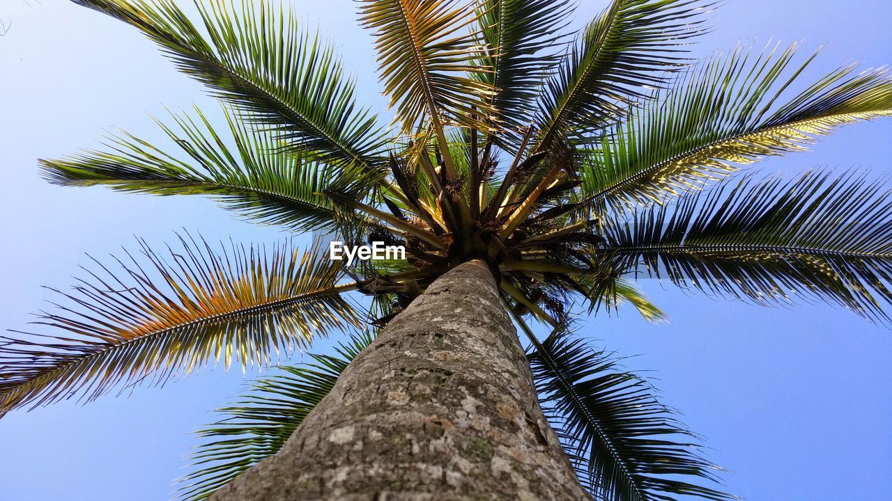 LOW ANGLE VIEW OF TREE AGAINST SKY