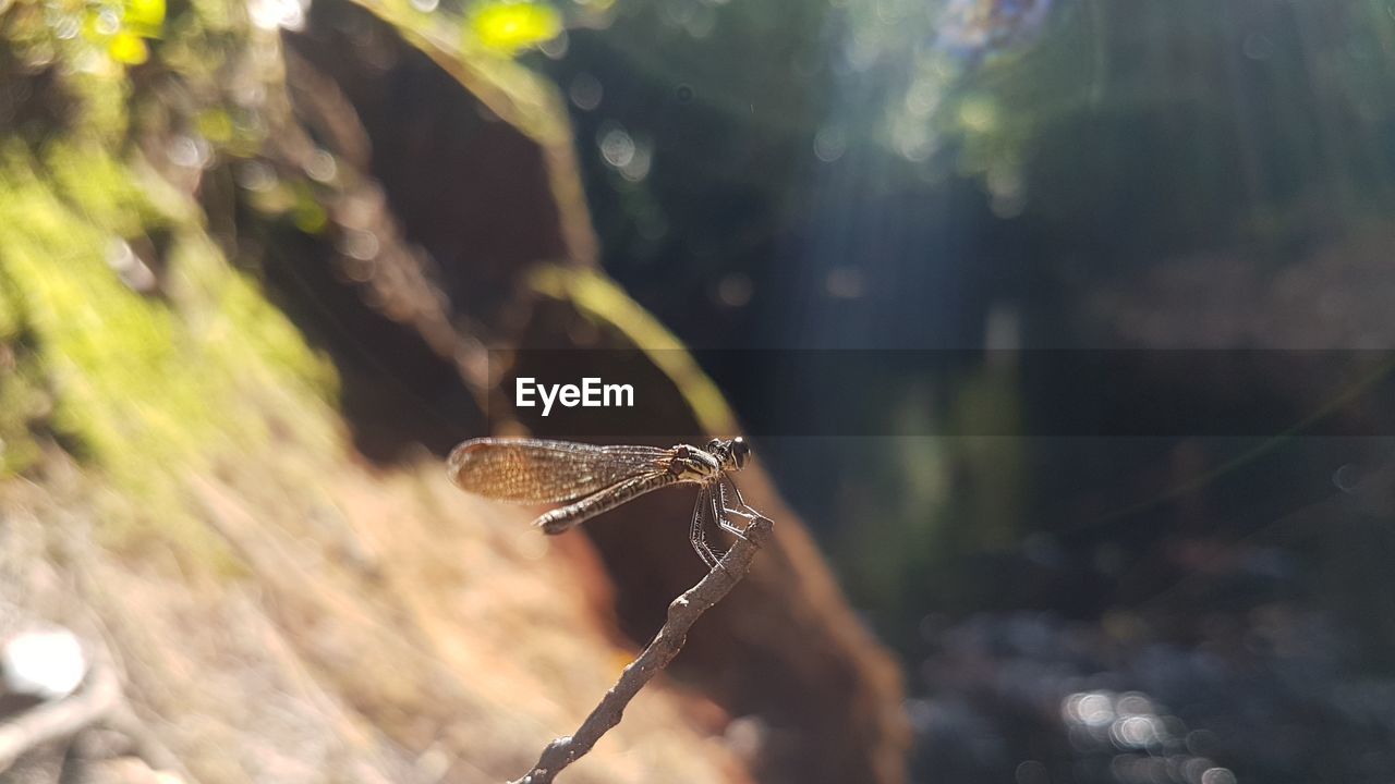 CLOSE-UP OF INSECT ON LEAF