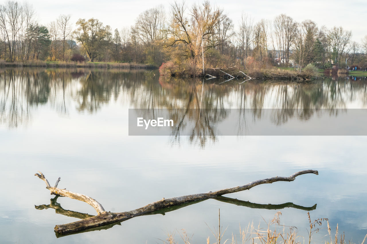 REFLECTION OF BARE TREES IN LAKE