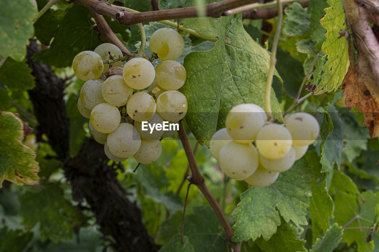 Close-up of fruits growing in vineyard