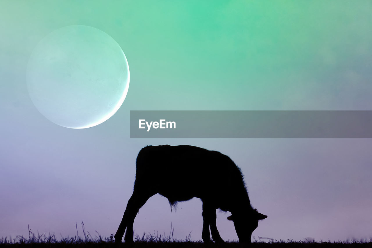 animal, animal themes, moon, silhouette, mammal, sky, animal wildlife, nature, no people, wildlife, one animal, environment, night, beauty in nature, full moon, landscape, dusk, plant, domestic animals, outdoors, grass, side view, full length, field, livestock, copy space, standing, cloud, sunset