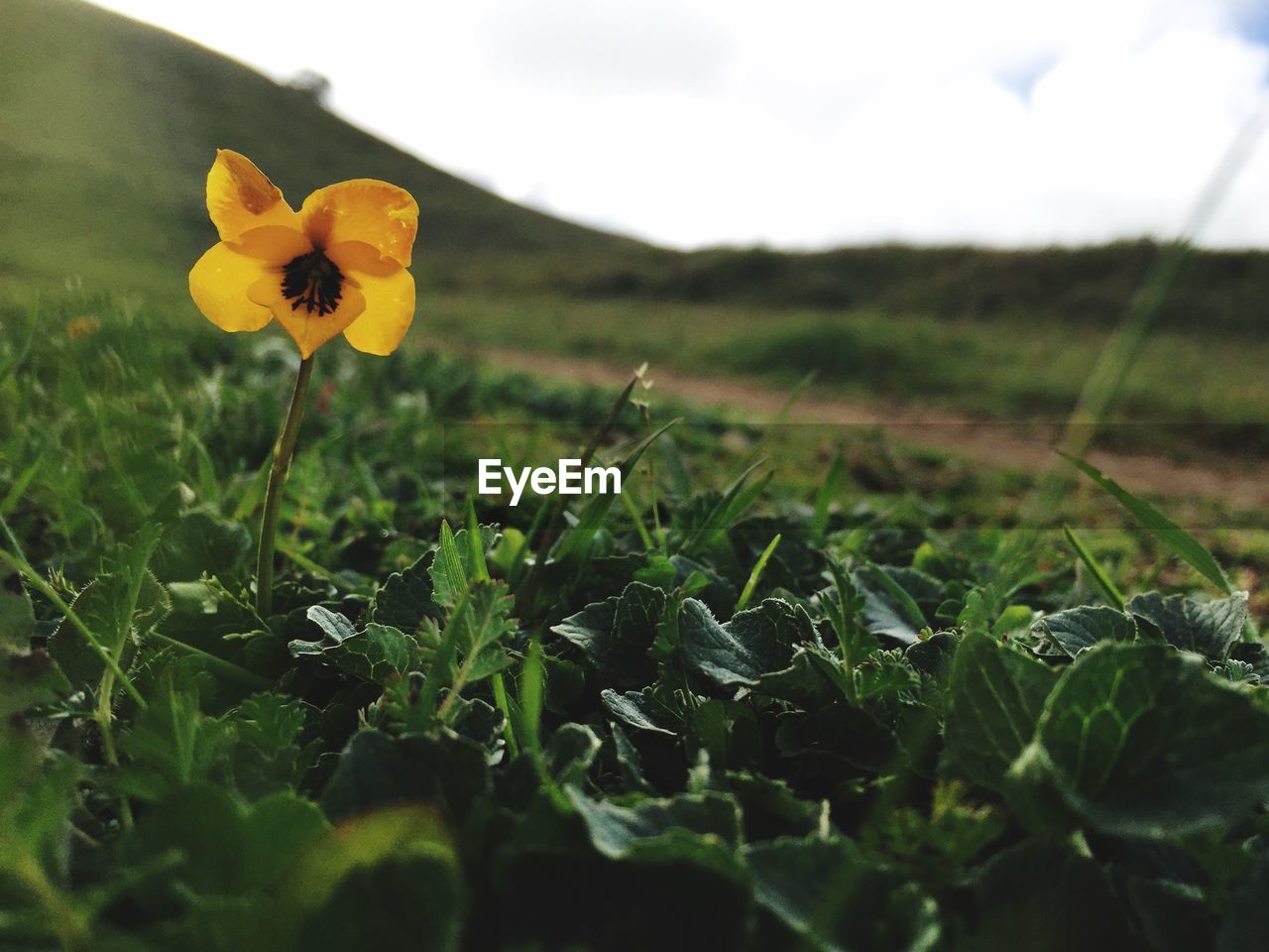 CLOSE-UP OF YELLOW FLOWERS BLOOMING IN FIELD