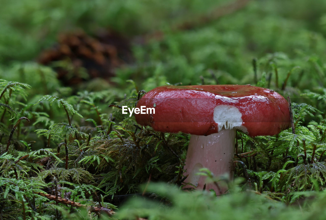 vegetable, fungus, mushroom, plant, food, nature, growth, forest, land, red, food and drink, macro photography, grass, moss, no people, close-up, edible mushroom, penny bun, green, toadstool, selective focus, fly agaric mushroom, poisonous, outdoors, woodland, freshness, tree, day, soil, beauty in nature, agaric, bolete, agaricaceae, field, environment, surface level