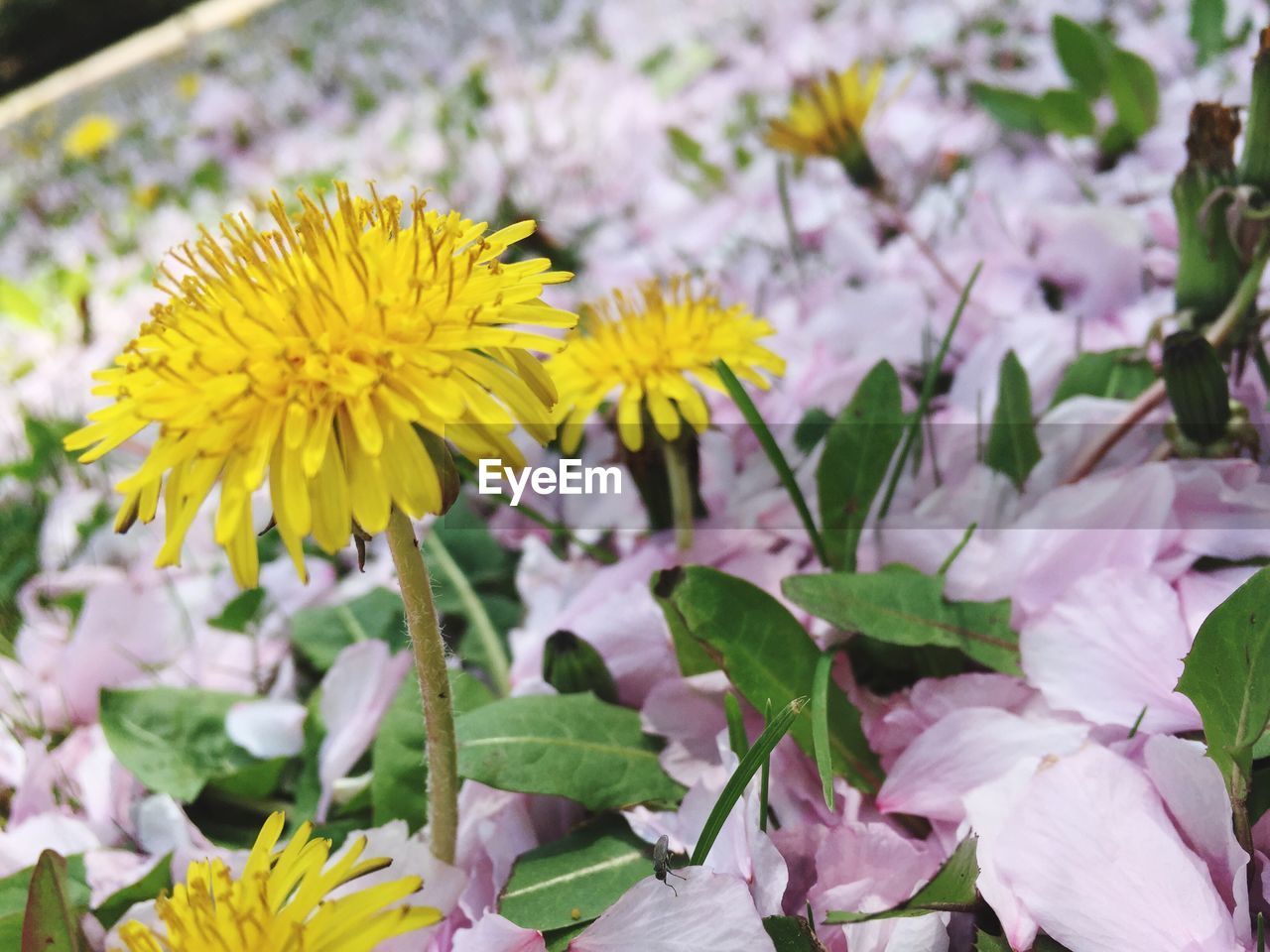 Close-up of flowers blooming outdoors