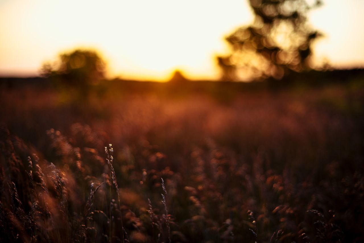 CLOSE-UP OF PLANTS ON FIELD AT SUNSET