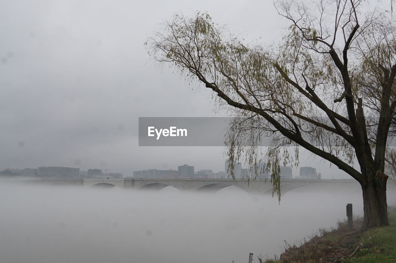 Tree by fog covered river against sky
