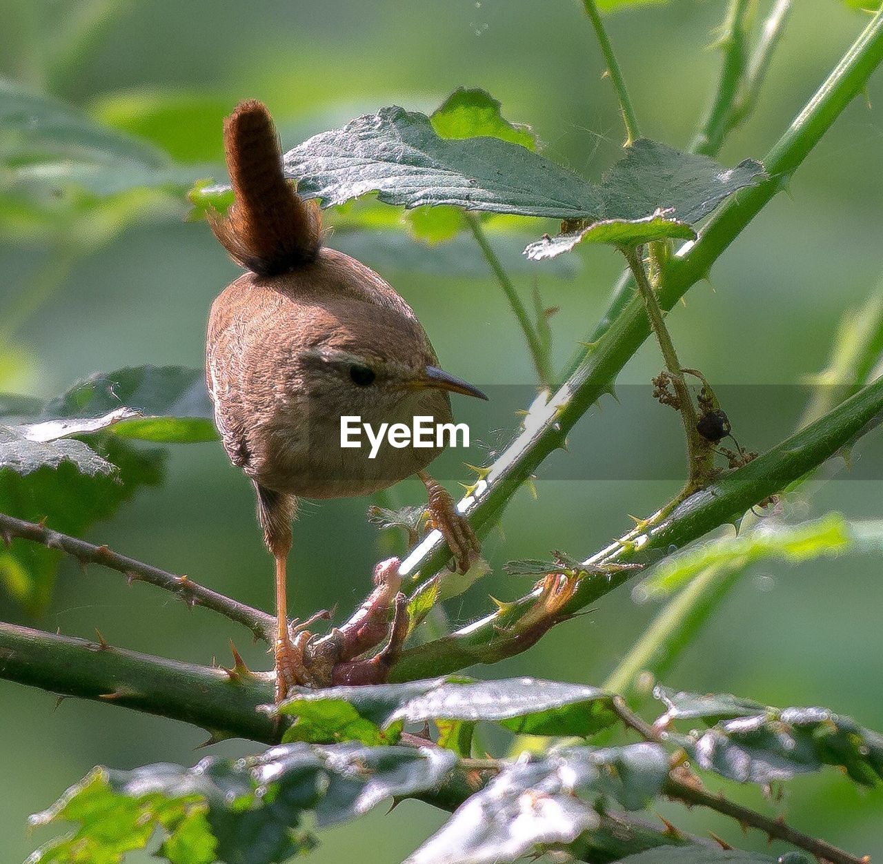 CLOSE-UP OF BIRD PERCHING ON WALL