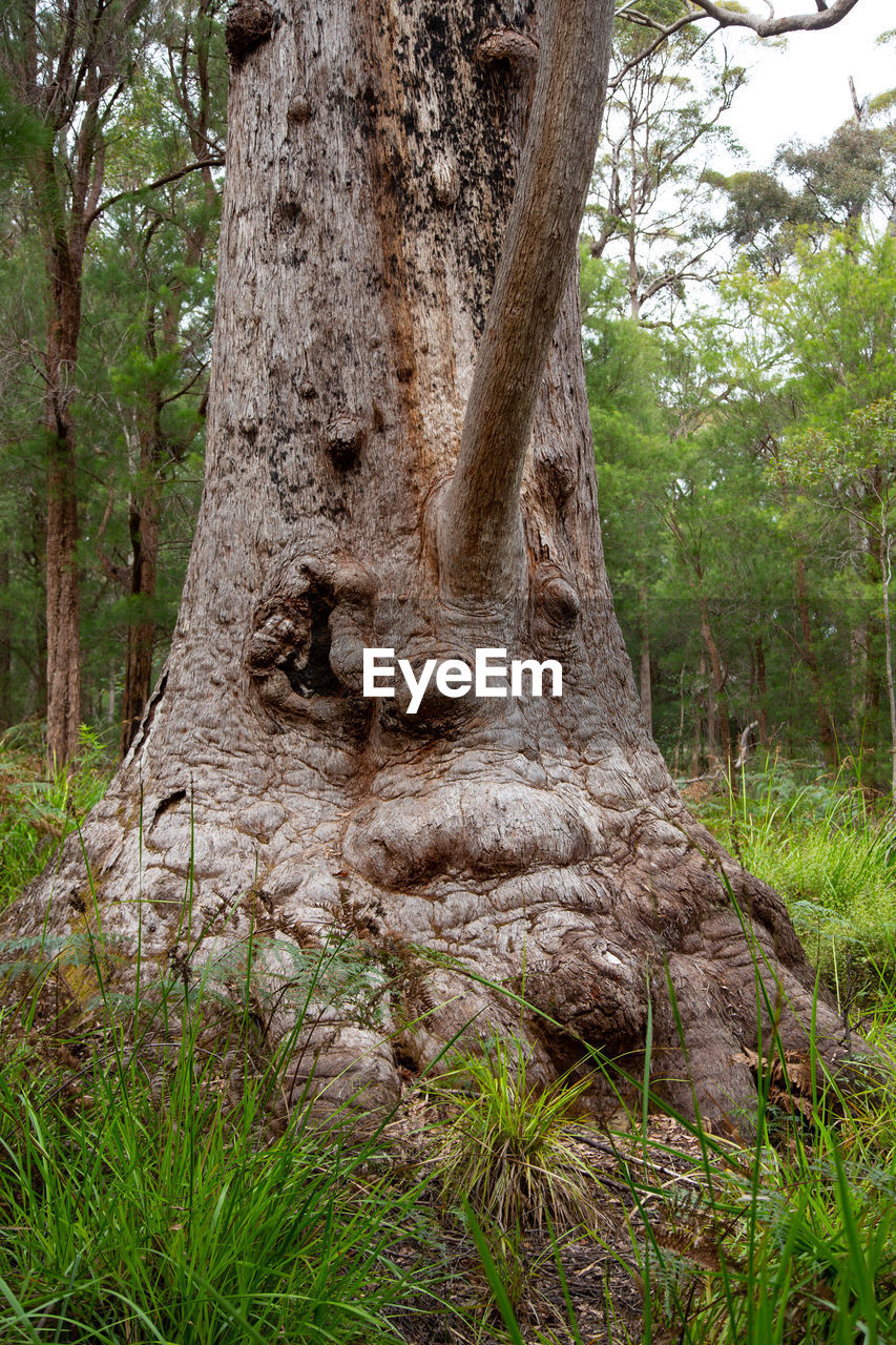 Grandma tingle tree estimated 400 years old